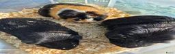 Guinea Pig rodents for sale: Guinea pigs for sale  in Manchester - Advert 2