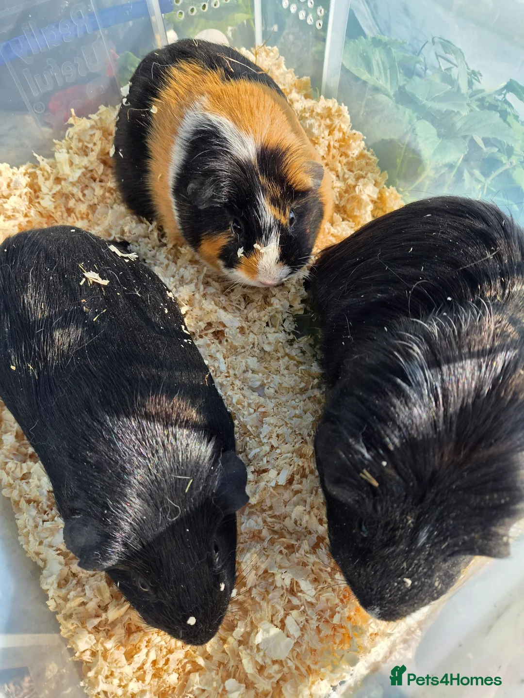 Guinea Pig rodents for sale: Guinea pigs for sale  in Manchester - Advert 2