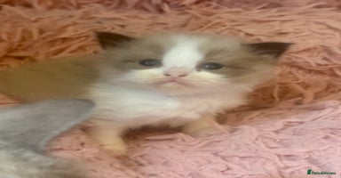 Ragdoll cats - Advert 9