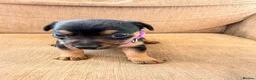 Jack Russell dogs for sale: Stunning Jack Russell pups  - Advert 8