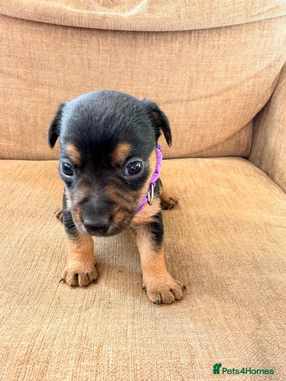 Jack Russell dogs for sale: Stunning Jack Russell pups  - Advert 8