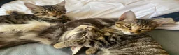 Mixed Breed cats for sale: Female  - Advert 9