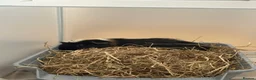 Guinea Pig rodents for sale: 2 Male Guinea Pigs for sale - Advert 3