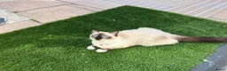 Ragdoll cats for sale: Ragdoll kittens  - Advert 9