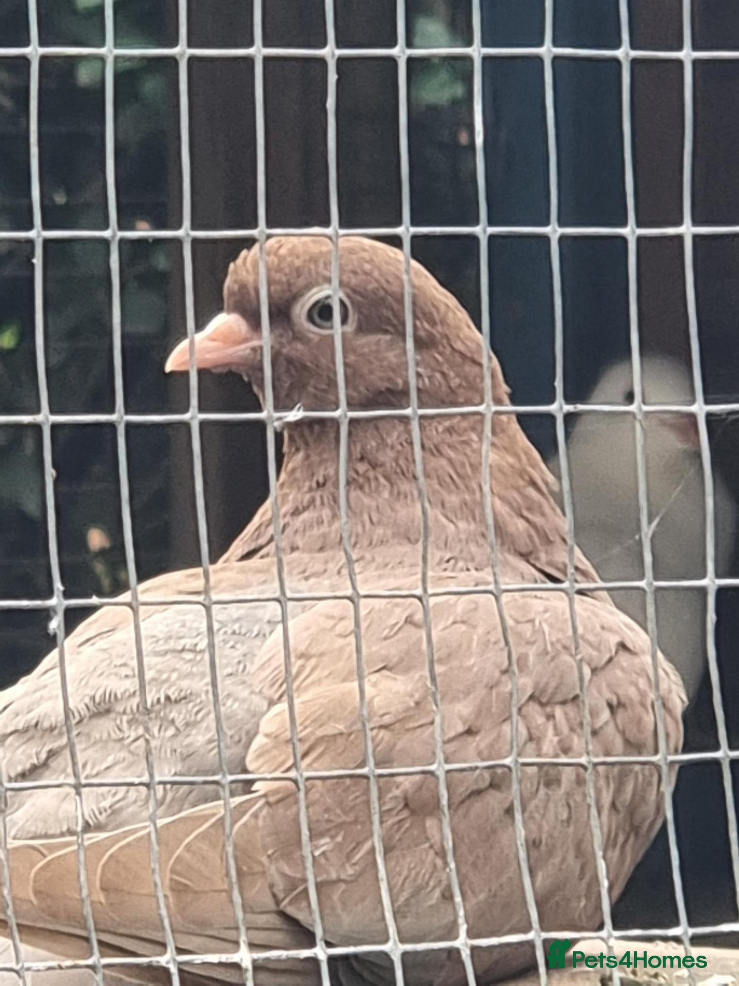 Pigeons birds Young tipplers,tumblers and racers for sale £3 - Advert 3