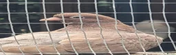 Pigeons birds for sale: Young tipplers,tumblers and racers for sale £3 - Advert 1