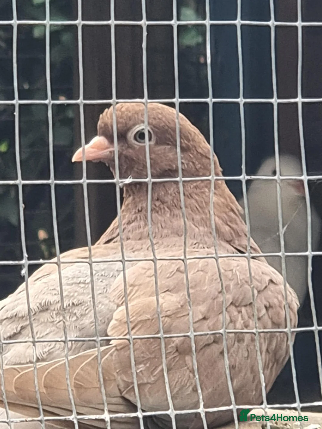Pigeons birds for sale: Young tipplers,tumblers and racers for sale £3 - Advert 1