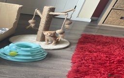 Bengal cats for sale: Kittens for sale  - Image 1