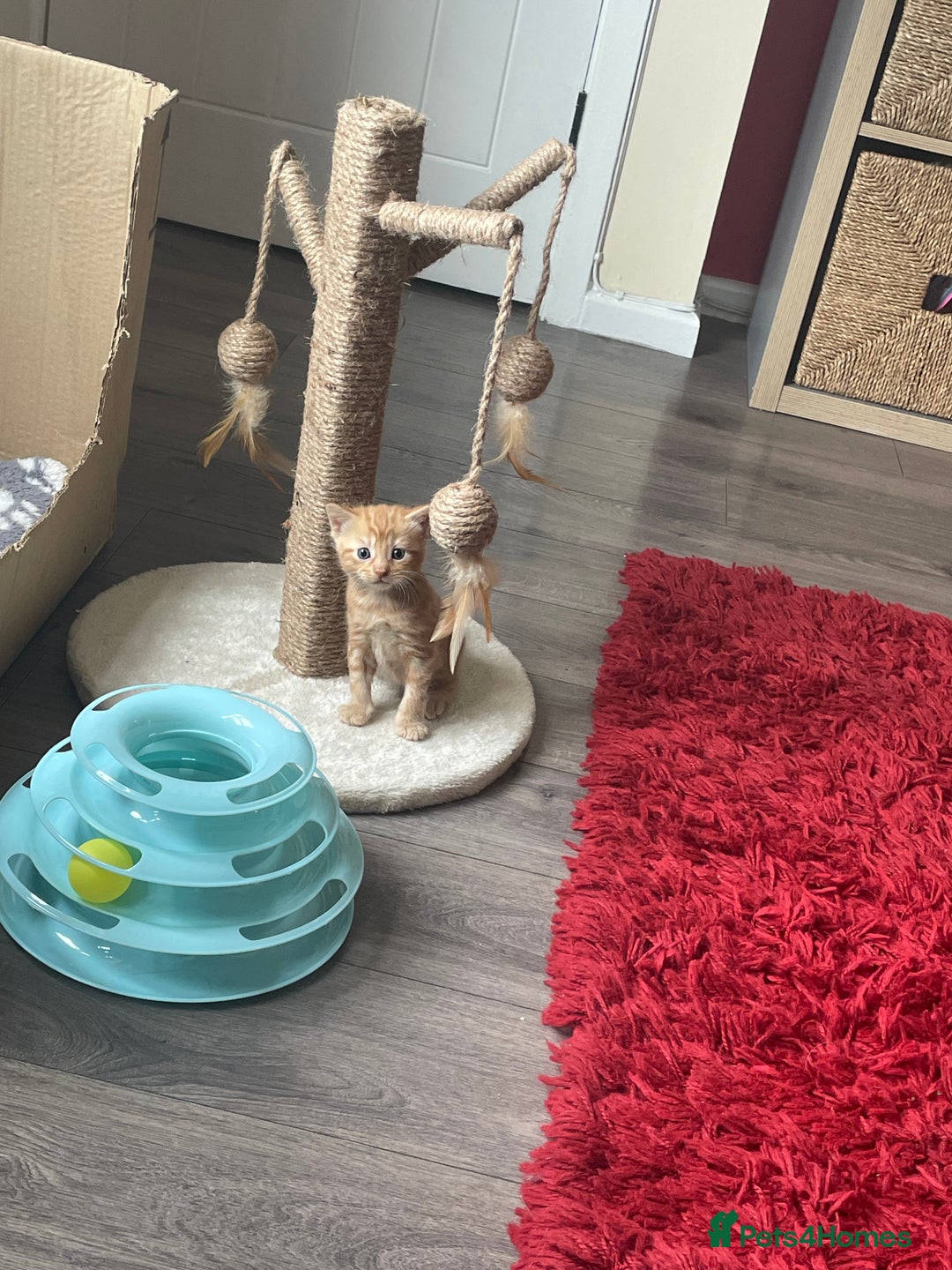 Bengal cats for sale: Kittens for sale  - Image 1
