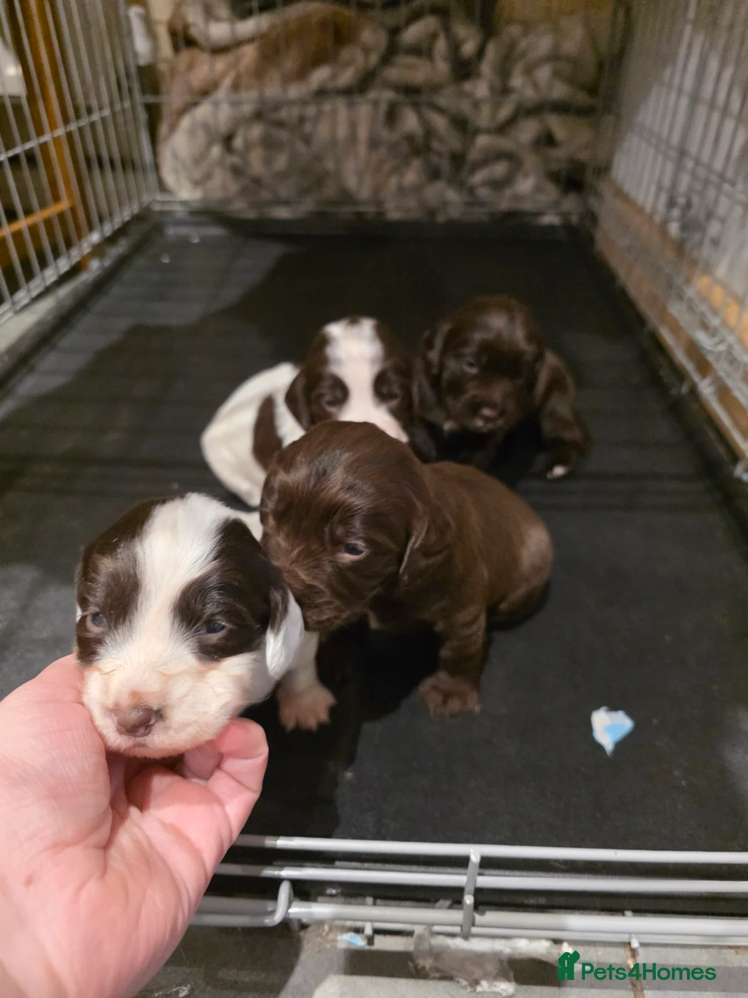 Sprocker dogs for sale: Sporker puppies  - Advert 5