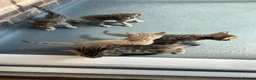 Bengal cats for sale: Puer bengal  - Advert 4