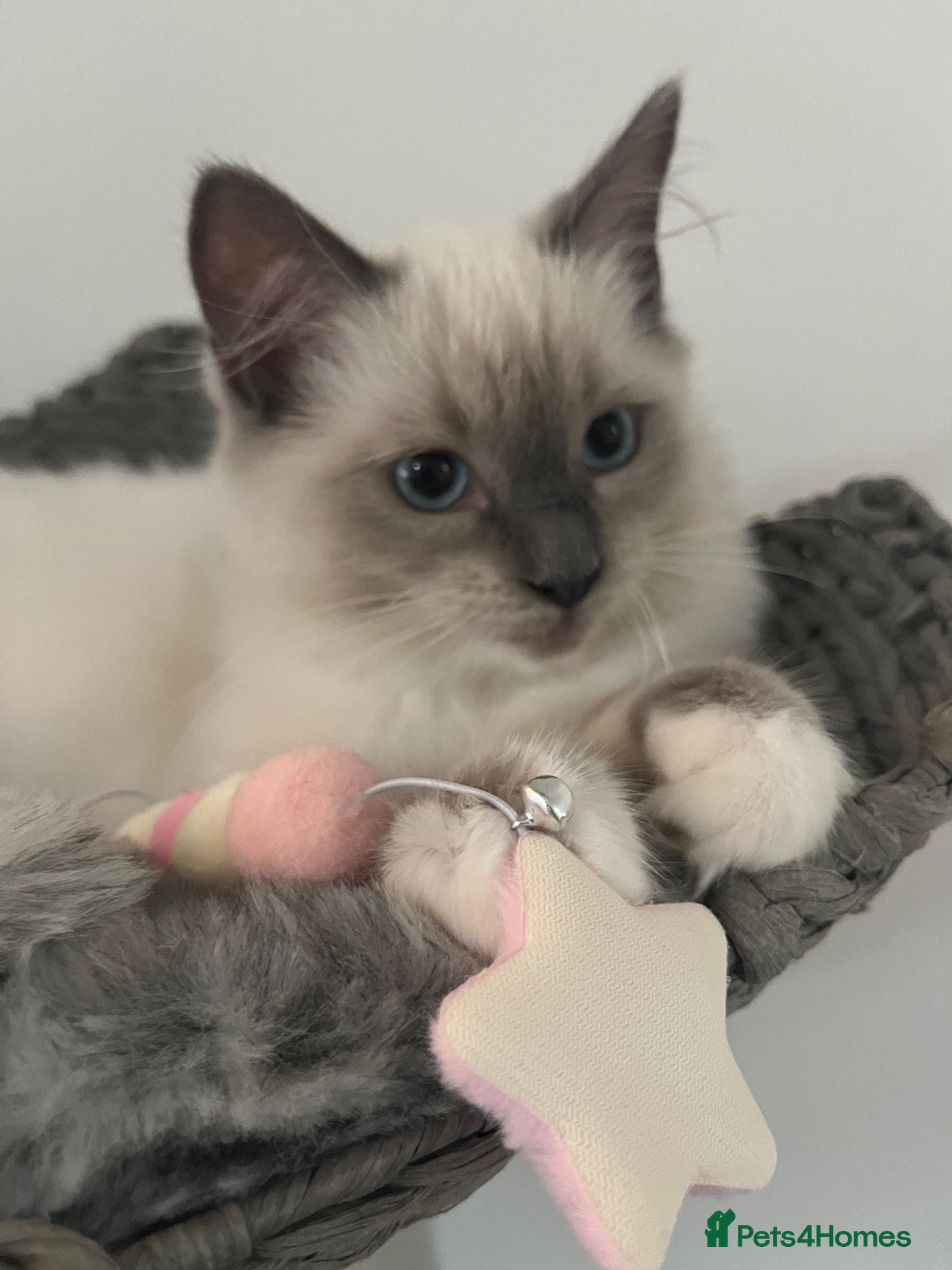 Ragdoll cats ❤️Beautiful baby girl 😍 - Advert 1