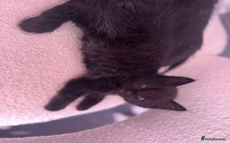 Ragdoll cats for sale: Half Ragdoll male kitten Last one  - Image 4