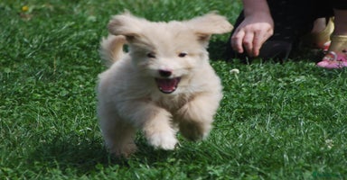 Mixed Breed dogs in Boston - Advert 5