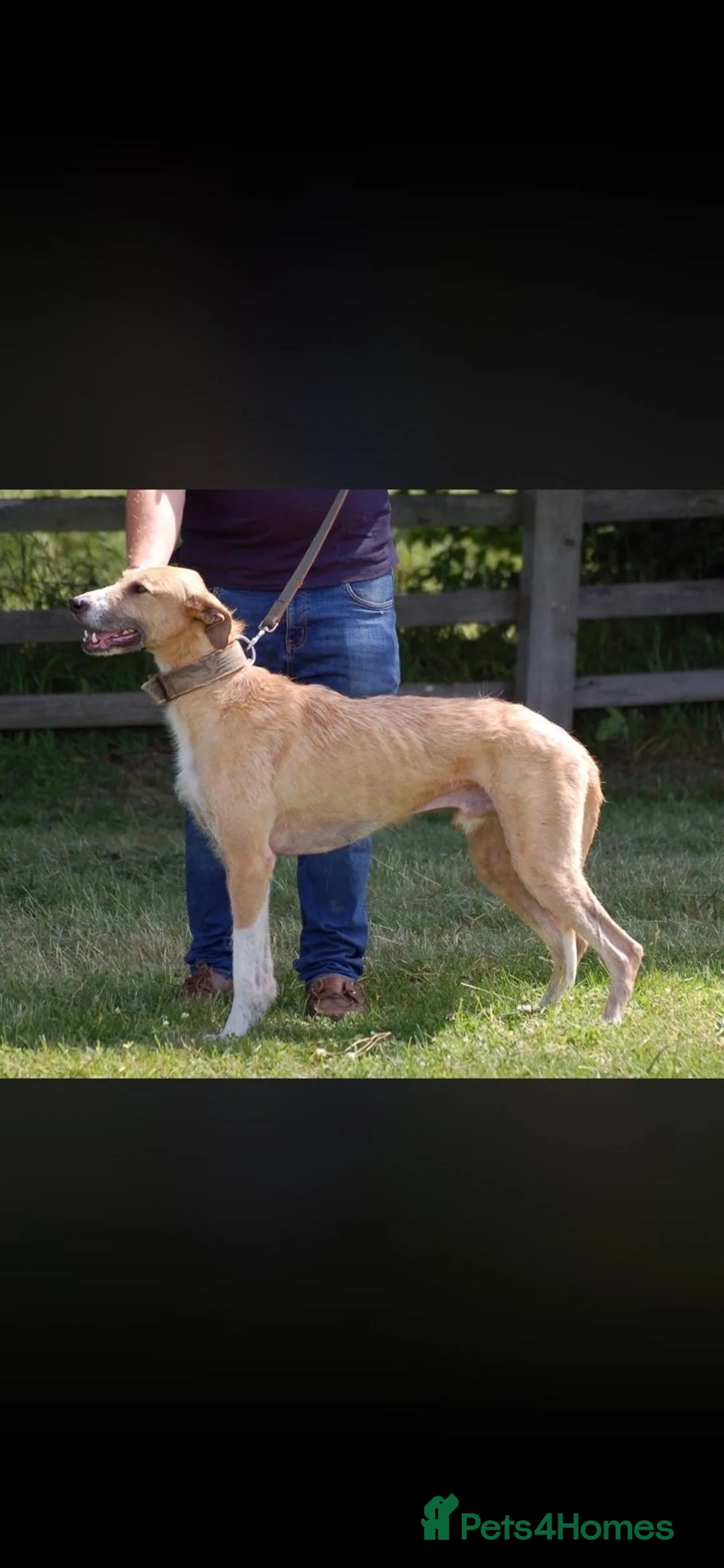 Lurcher dogs for sale: Lurcher in Richmond - Advert 11