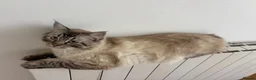 Mixed Breed cats for sale: Ragdoll cat for rehome  - Advert 4
