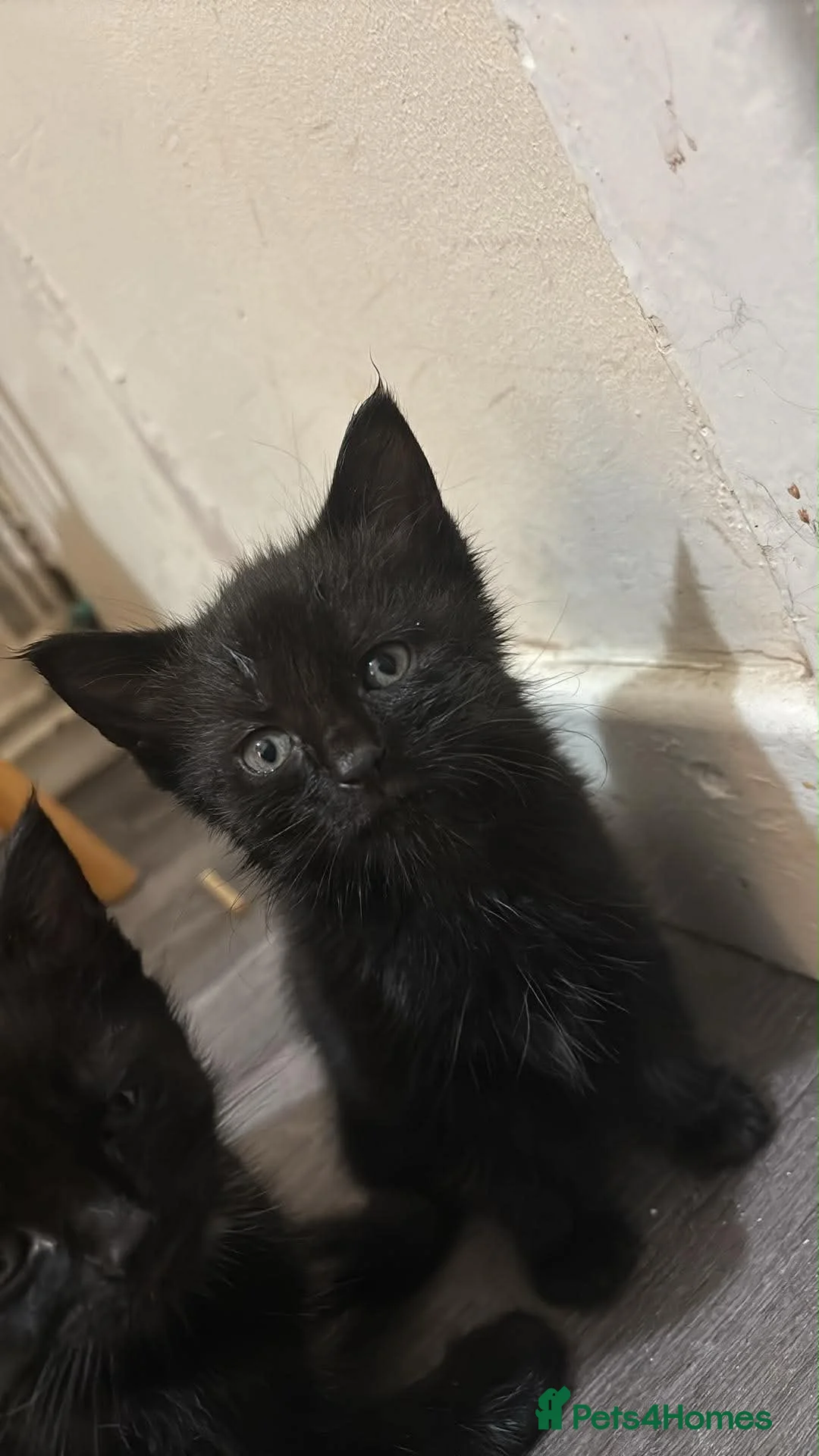 Mixed Breed cats for sale: Cats  in Wolverhampton - Advert 7
