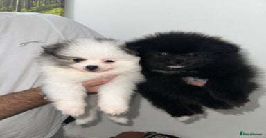 Pomeranian dogs - Advert 4