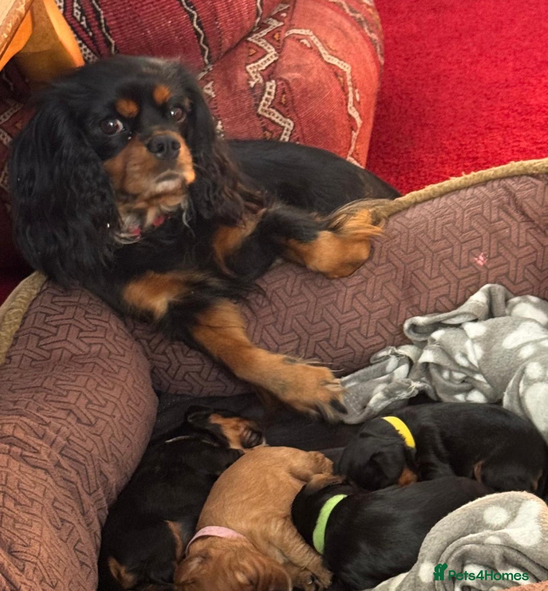 Cavalier King Charles Spaniel dogs for sale: Beautiful Cavalier Puppies - Fully health tested  - Image 16