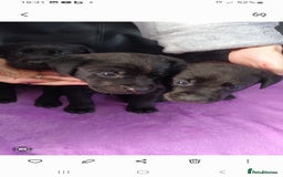 Labrador Retriever dogs for sale: 8 labrador puppies  for sale - Image 3