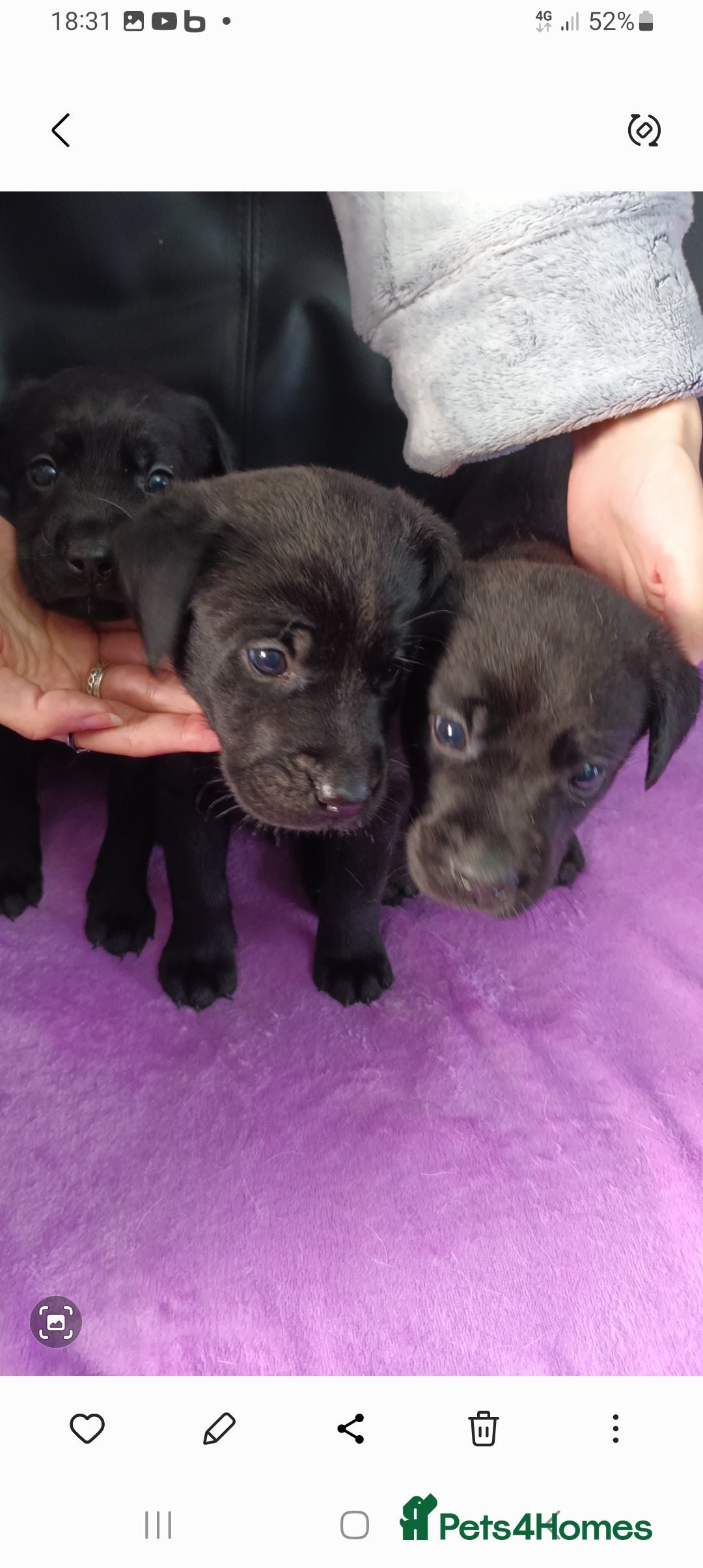 Labrador Retriever dogs for sale: 8 labrador puppies  for sale - Image 3
