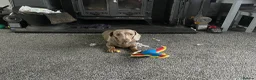 Miniature Dachshund dogs for sale: 1 year old Mini Dachshund looking for a new home in Hartlepool - Advert 6