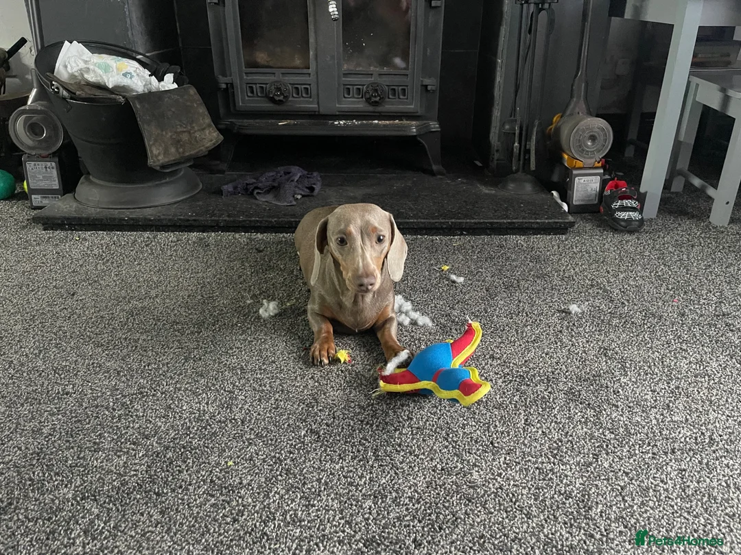 Miniature Dachshund dogs for sale: 1 year old Mini Dachshund looking for a new home in Hartlepool - Advert 6