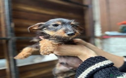 Mixed Breed dogs for sale: Jack Russell x dachshund male  - Advert 3