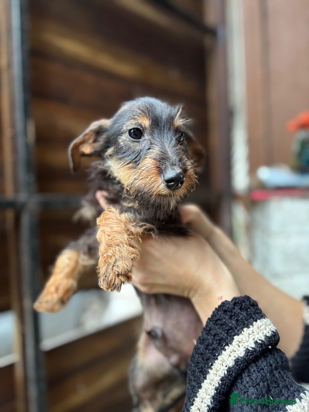 Mixed Breed dogs for sale: Jack Russell x dachshund male  - Advert 3