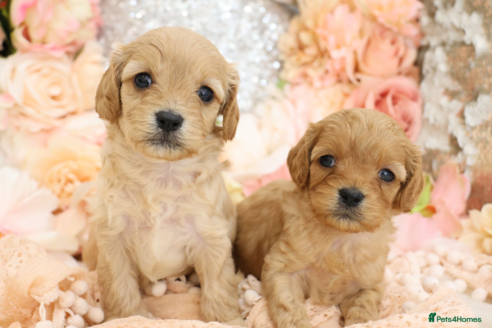 Cavapoo dogs *HEALTH TESTED*Cavapoo Puppies 5*LICENSED BREEDER* - Advert 1