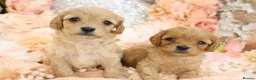 Cavapoo dogs for sale: *HEALTH TESTED*Cavapoo Puppies 5*LICENSED BREEDER* - Advert 1