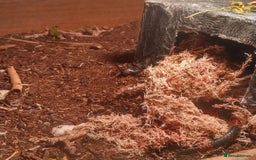Milk Snake reptiles for sale: Hondurian milkshake for sale - Image 4