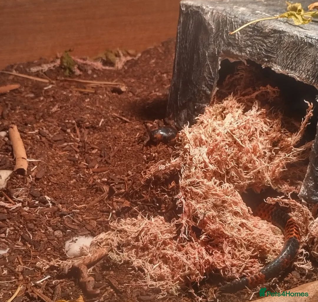 Milk Snake reptiles for sale: Hondurian milkshake for sale - Image 4