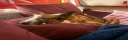 Mixed Breed dogs for adoption: Cisco - low energy cuddle bug!  in London - Advert 14