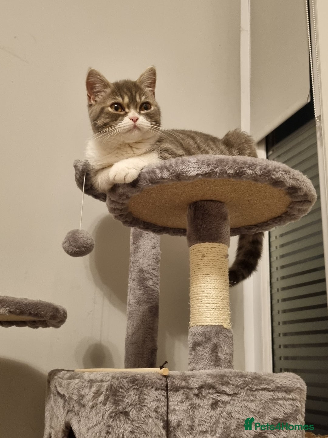 British Shorthair cats for sale: Meet the Dolly's Mom and daughter duo - Image 7
