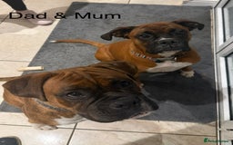Boxer dogs for sale: Boxer Puppies  - Advert 1