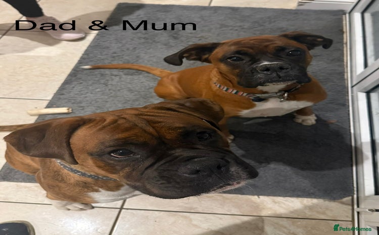 Boxer dogs Boxer Puppies  - Advert 1