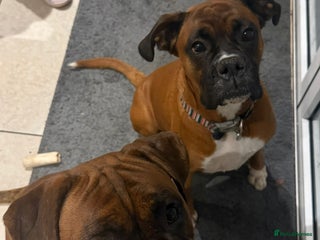 Boxer dogs for sale: Boxer Puppies - Advert 1