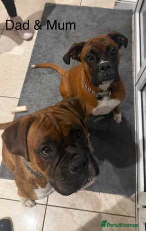 Boxer dogs Boxer Puppies - Advert 1