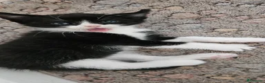 Black and white male