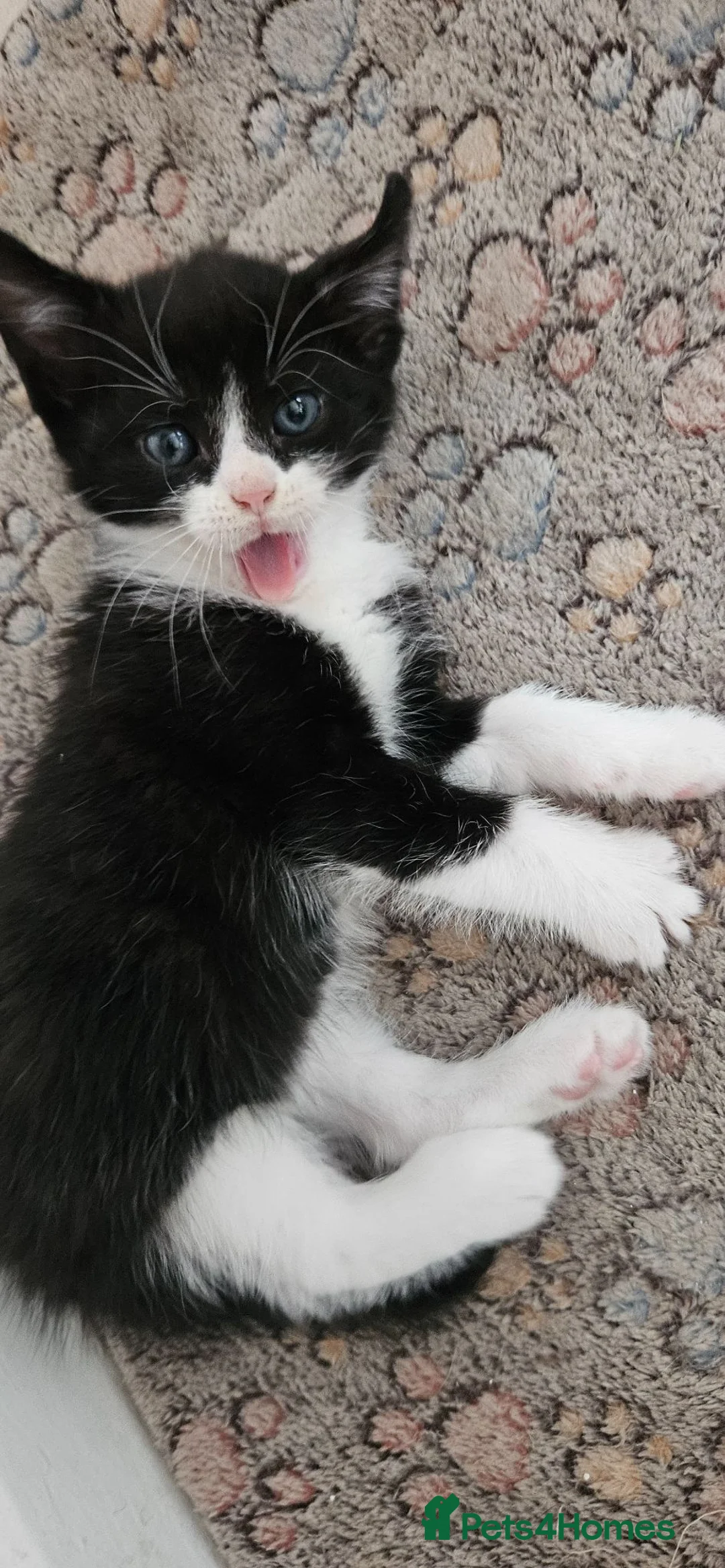 Mixed Breed cats for sale: Kitten ready for their forever homes  - Advert 6