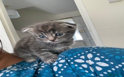 Scottish Fold cats for sale: 🐾ADORABLE SCOTTISH KITTENS FOR SALE🐾  - Image 9