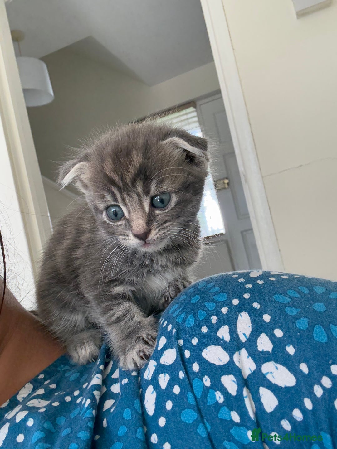 Scottish Fold cats for sale: 🐾ADORABLE SCOTTISH KITTENS FOR SALE🐾  - Image 9