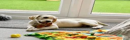 Goldador dogs for sale: 5 Month old Goldador Ready for Forever Home - Advert 3