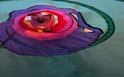 Ragdoll cats for sale: 4 gorgeous ragdoll kittens  - Image 21