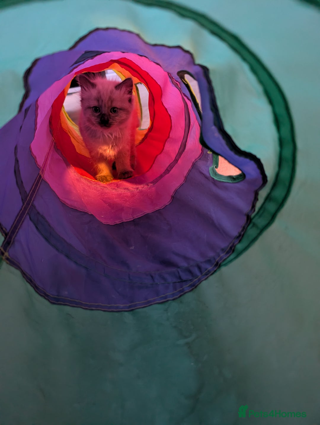 Ragdoll cats for sale: 4 gorgeous ragdoll kittens  - Image 21