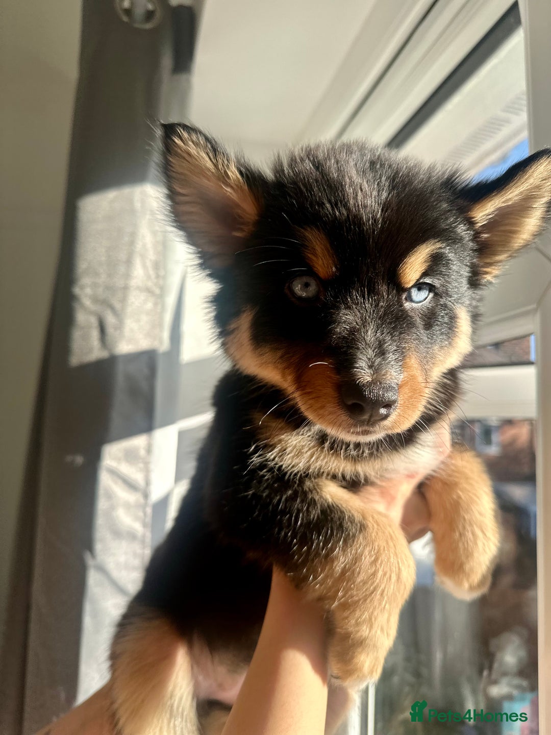 Pomsky dogs for sale: Family-Raised Pomsky Pups - Advert 20
