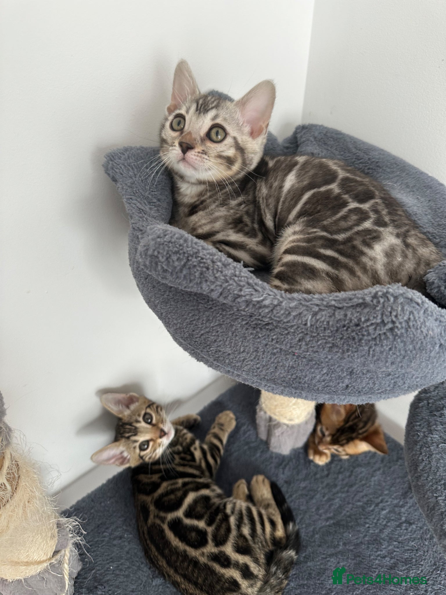 Bengal cats for sale: Bengal kittens for sale in Saffron Walden - Advert 22