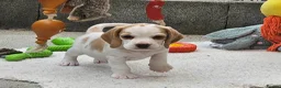 Beagle dogs for sale: Stunning KC Registered Beagle Pups- Ready 24.08.26 in Thirsk - Advert 18