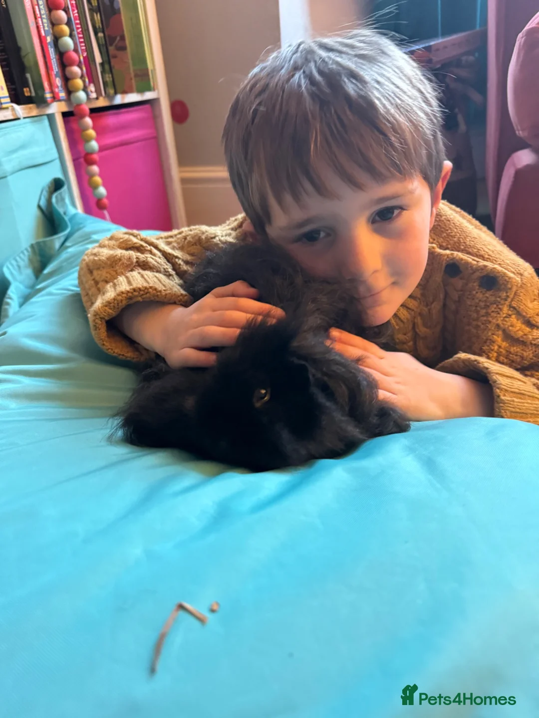 Guinea Pig rodents for sale: Friendly, health make Guinea pigs for rehoming.  in Taunton - Advert 5